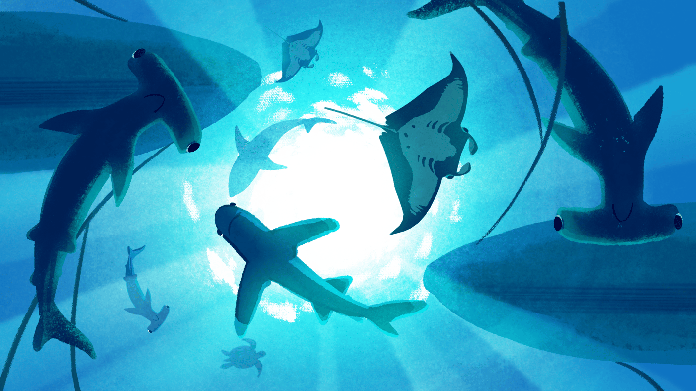 SharkTrust_Sc16-17_layers