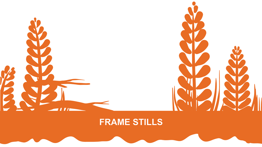world animal protection brand storytelling frame stills