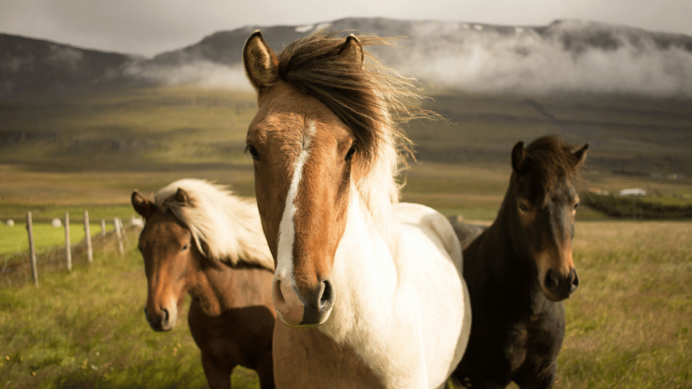 Horses for Courses-1